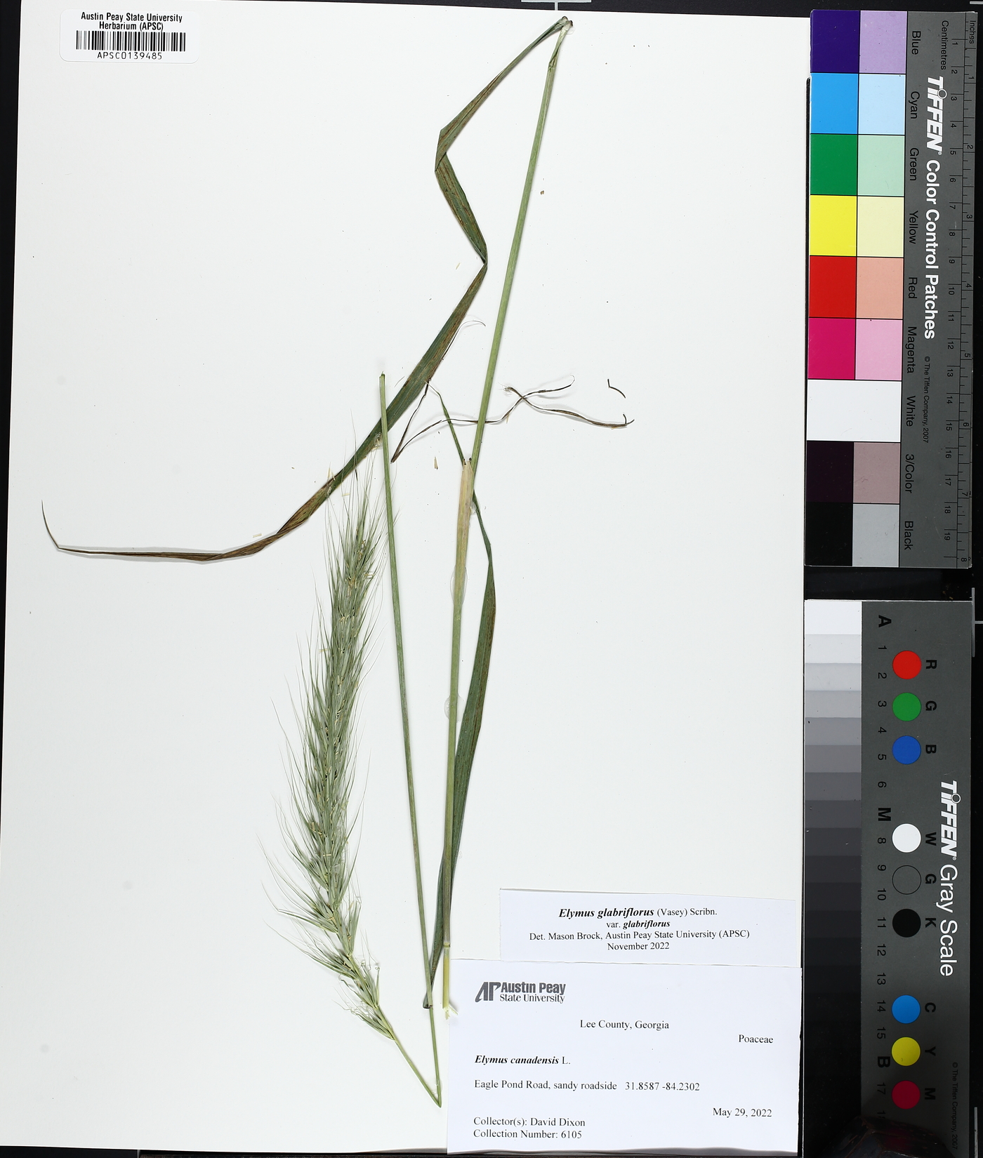 Elymus glabriflorus image