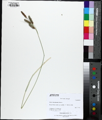 Carex glaucescens image