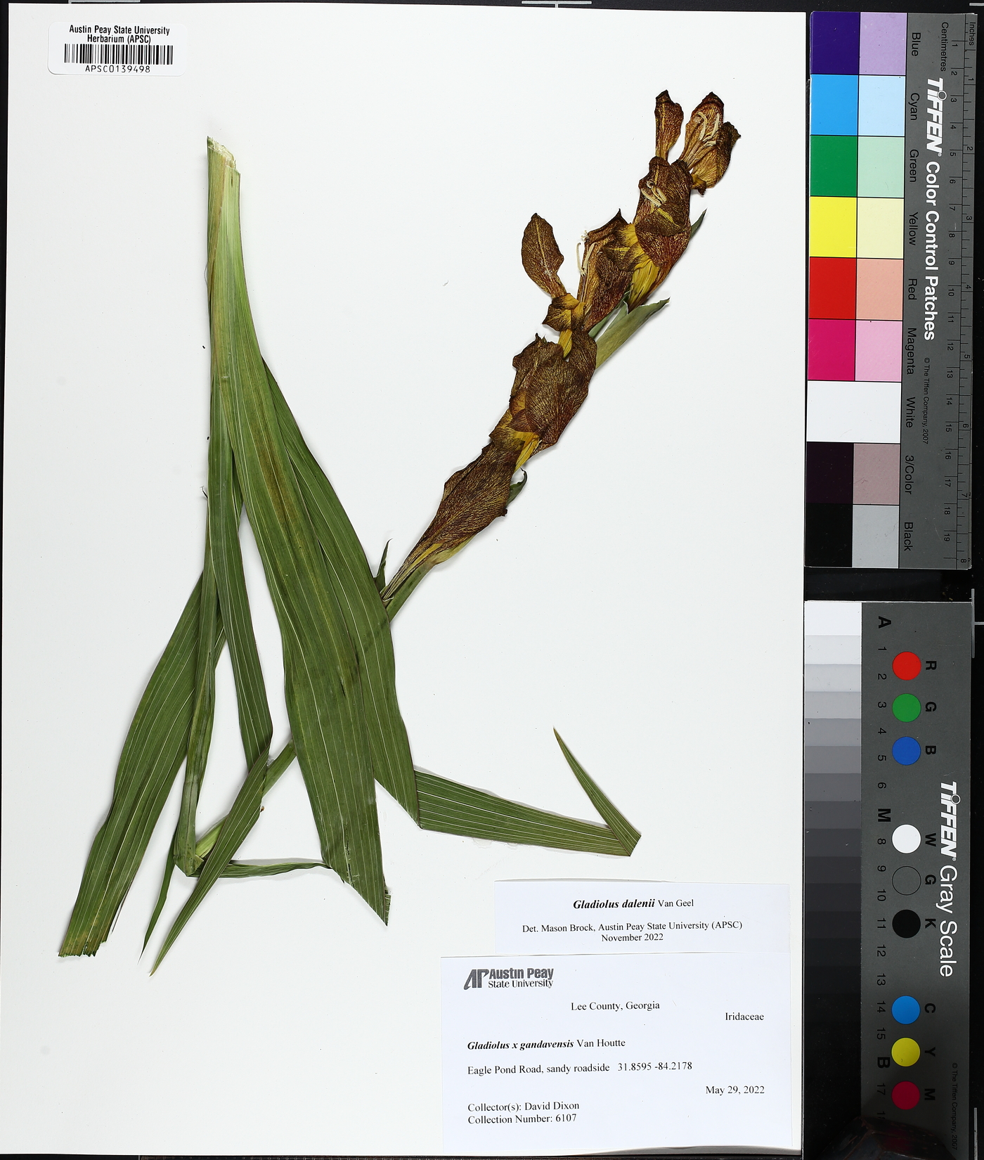 Gladiolus dalenii image