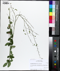 Desmodium obtusum image