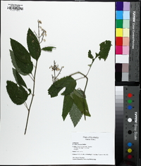 Scutellaria incana image