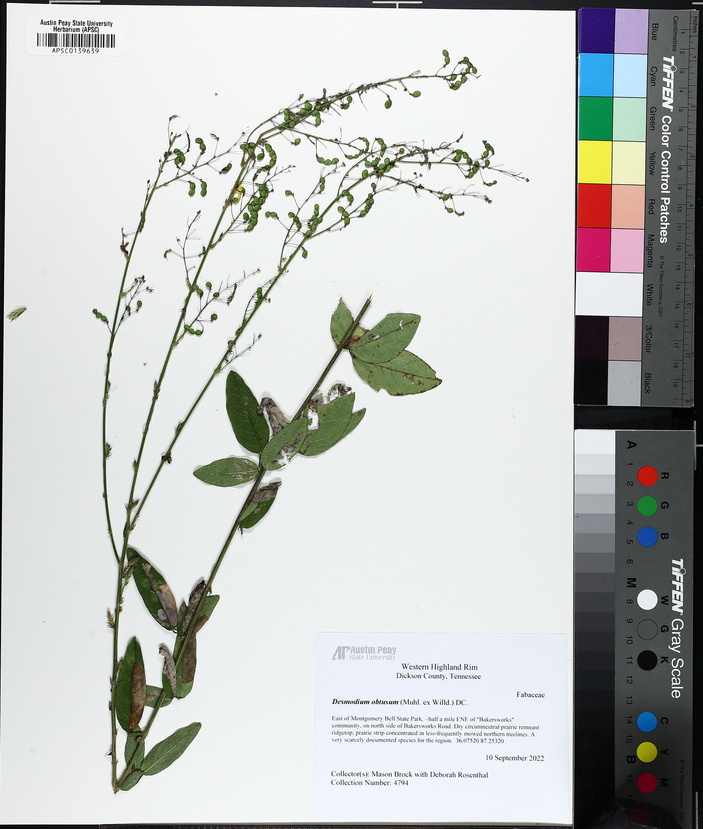 Desmodium obtusum image