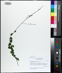 Desmodium ciliare image