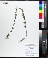 Scutellaria parvula image