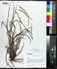 Paspalum laeve image