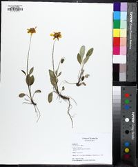 Coreopsis auriculata image