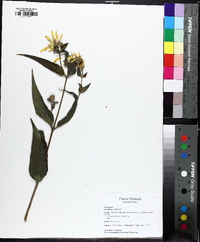 Helianthus hirsutus image