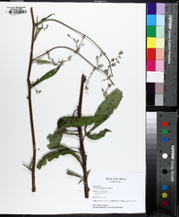 Lactuca floridana image