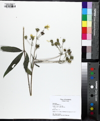 Silphium asteriscus image
