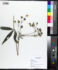 Silphium asteriscus image