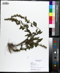 Solidago sphacelata image