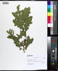 Quercus margarettae image