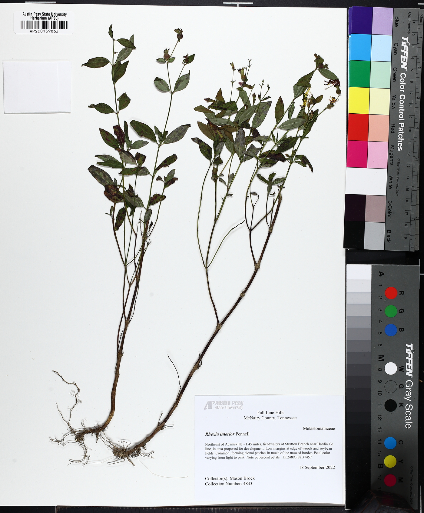 Rhexia interior image