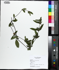 Ruellia caroliniensis image