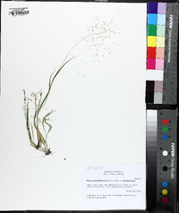 Panicum philadelphicum image