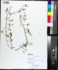 Mimosa microphylla image