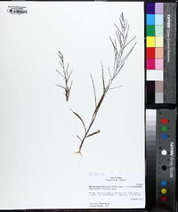 Leptochloa panicea image