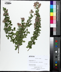 Lespedeza violacea image