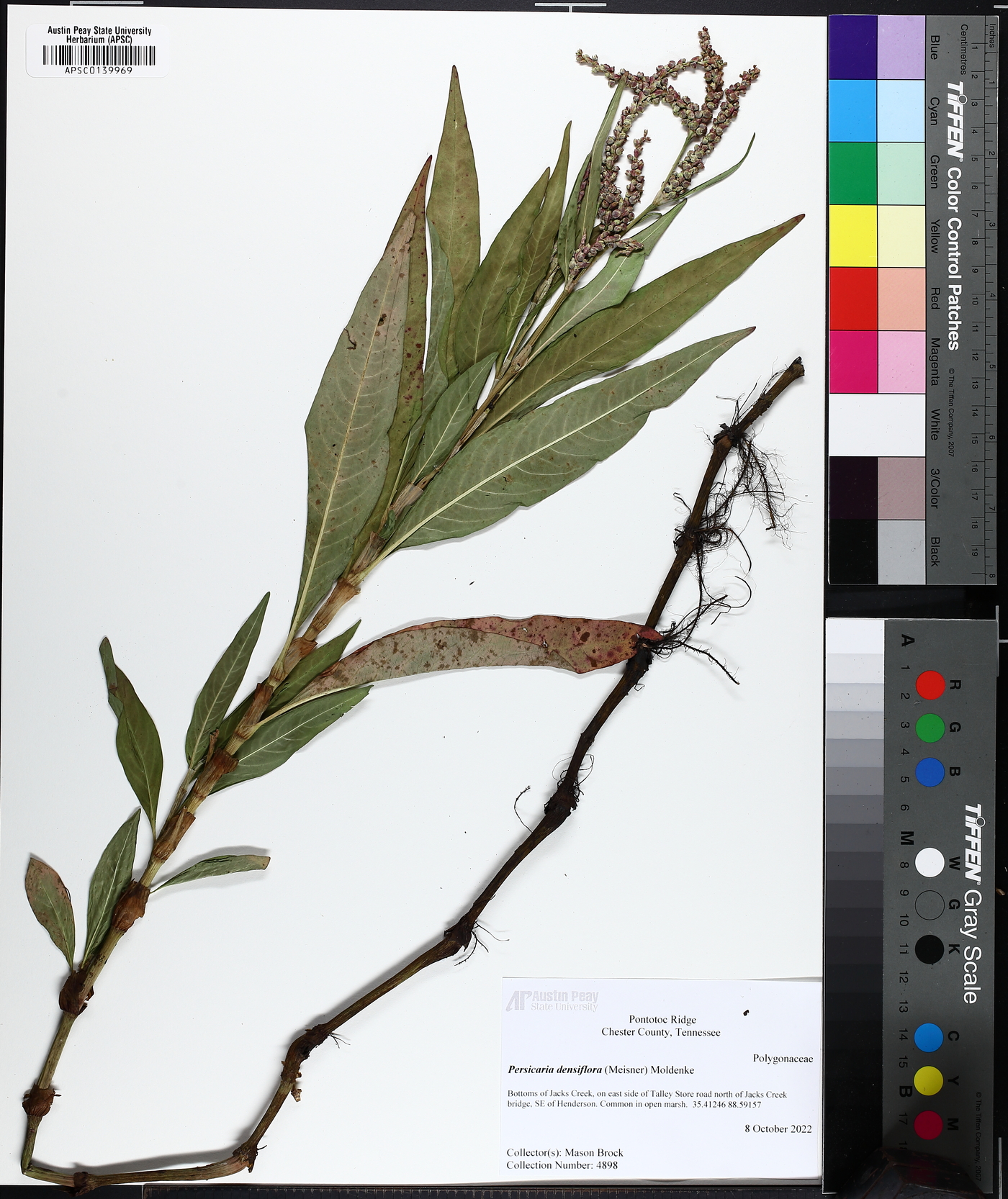 Persicaria densiflora image