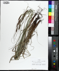 Carex glaucescens image