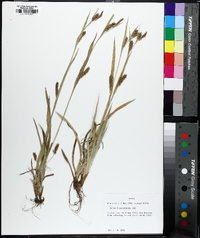 Carex flaccosperma image