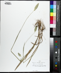 Phalaris caroliniana image