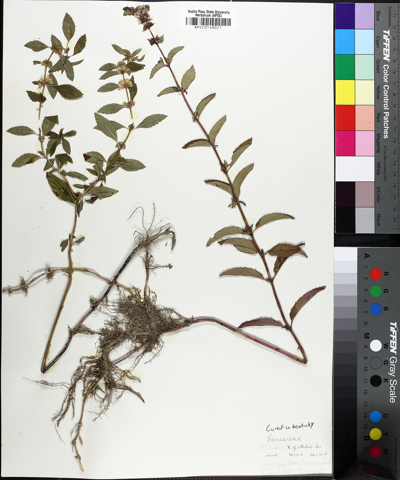 Mentha x gracilis image