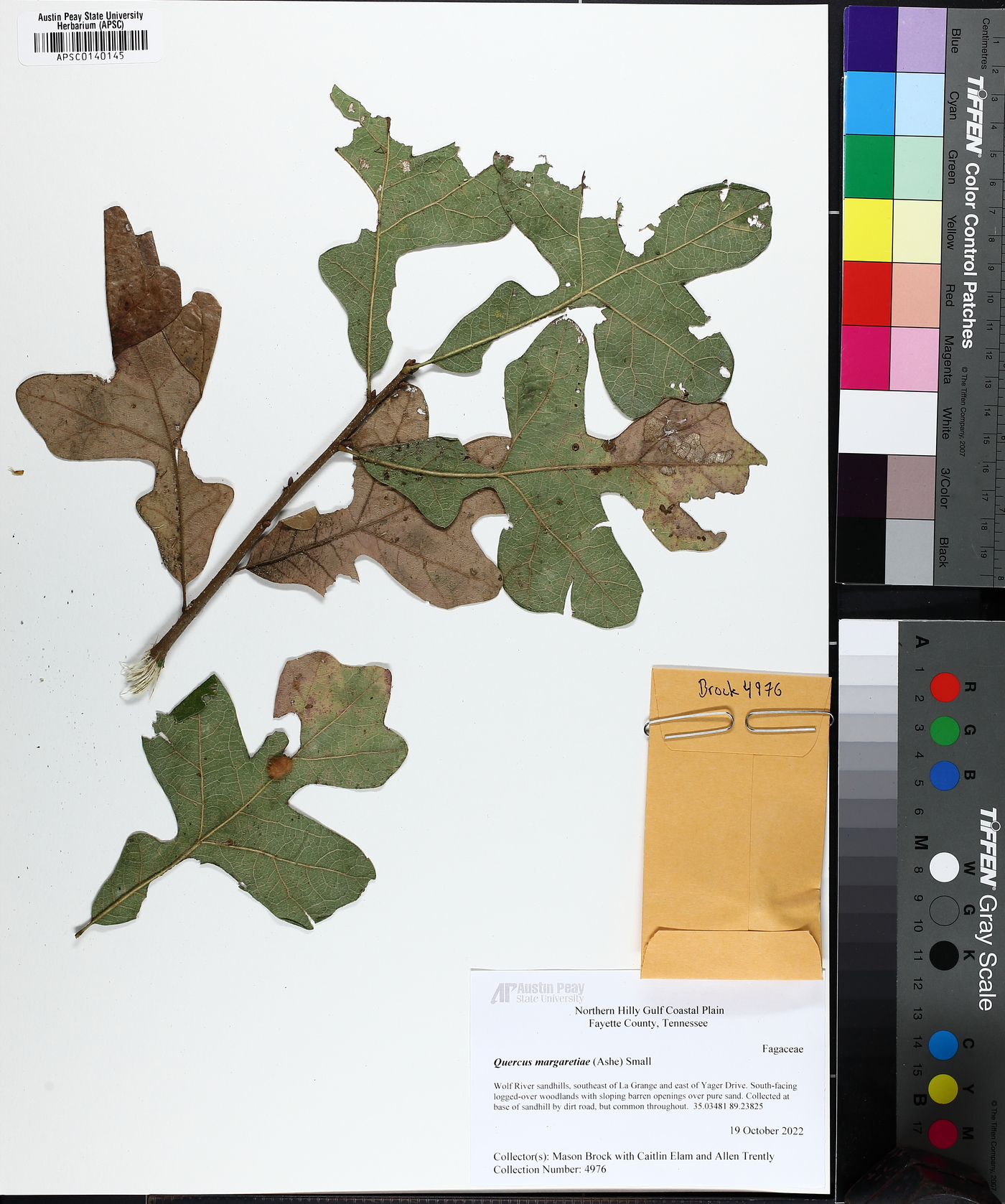 Quercus margaretiae image