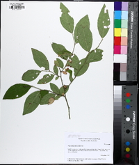 Vaccinium fuscatum image