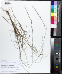 Aristida purpurascens image