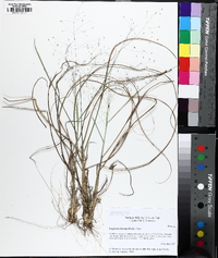 Eragrostis hirsuta image