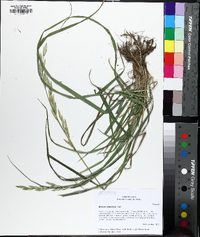 Bromus catharticus image