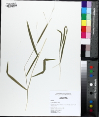 Leersia virginica image