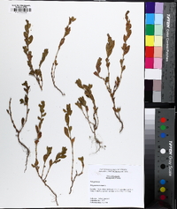 Polygonum erectum image