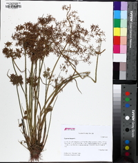 Cyperus haspan image