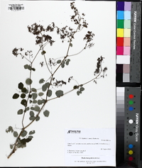 Thalictrum pubescens image