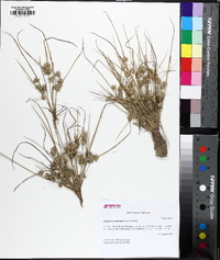 Cyperus acuminatus image