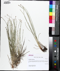 Eleocharis compressa image