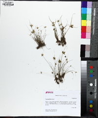 Cyperus flavescens image