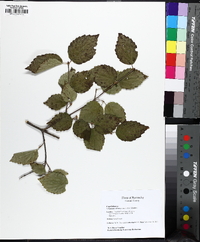 Viburnum rafinesqueanum image