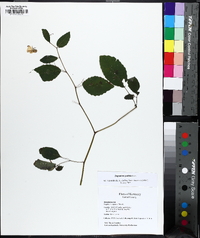 Impatiens pallida image