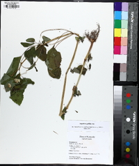 Impatiens pallida image