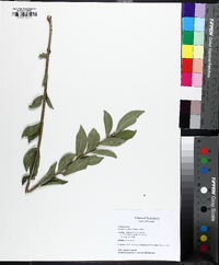 Euonymus alatus image