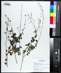 Desmodium marilandicum image