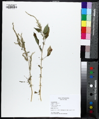 Amaranthus spinosus image