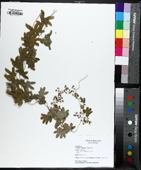 Lygodium palmatum image