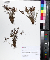 Cyperus squarrosus image