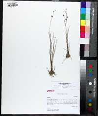 Juncus debilis image