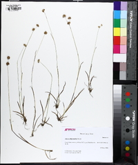 Juncus filipendulus image