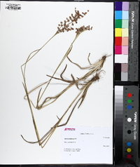 Juncus biflorus image